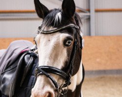 Dressurpferd Sjannie (Pony ohne Rassebezeichnung, 2012)