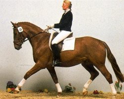 horse Ashok Nagar (Hanoverian, 1989, from Argentinus)