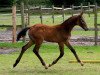 jumper Grey Diamond (Hanoverian, 2012, from Grey Top)