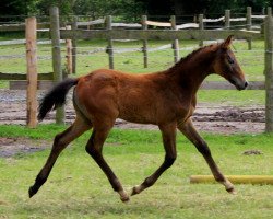 Springpferd Grey Diamond (Hannoveraner, 2012, von Grey Top)