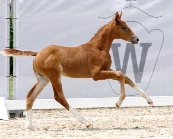 Dressurpferd Karlo S (Westfale, 2023, von Kjento)