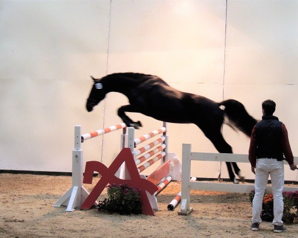 broodmare Krehfürstin (Austrian Warmblood, 2014, from Diarado)