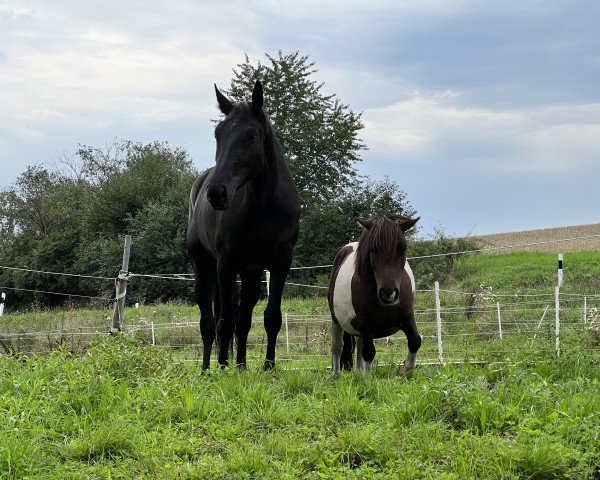 Zuchtstute De Luna 9 (Westfale, 2018, von De Beau)