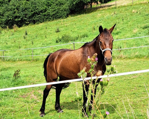 dressage horse De Mensinghe's Adele (New Forest Pony, 2012, from Noordhof's Surprise)