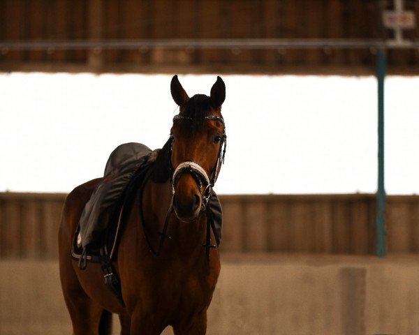 dressage horse Holly di Floricello (German Sport Horse, 2019, from Marburg's Floricello OLD)