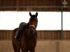 dressage horse Holly di Floricello (German Sport Horse, 2019, from Marburg's Floricello OLD)