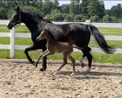 dressage horse Easytale (Westphalian, 2022, from Escolar)