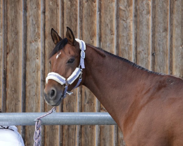 horse Taniyan al Nijab ox (Arabian thoroughbred, 2003, from Saladinn K.S.I. ox)