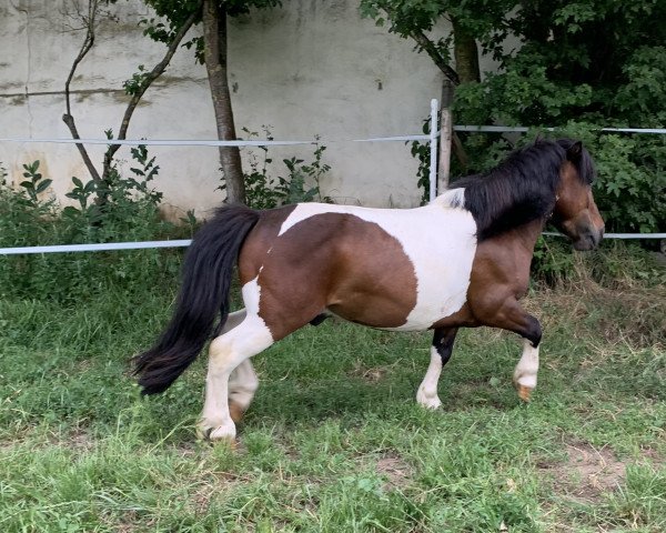 horse Felix (Shetland Pony, 2014)