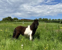 Pferd Ronja (Shetland Pony, 2022, von Wesley van Stal van Aschberg)