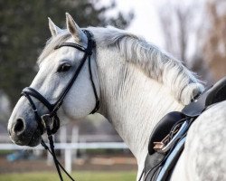 dressage horse Catch Me IP (Holsteiner, 2010, from Colbert GTI)