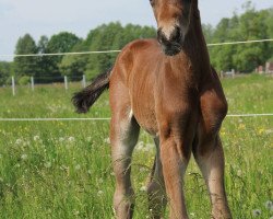 jumper Amicelli (German Sport Horse, 2022, from Askapino)