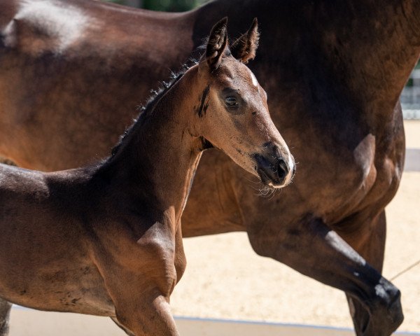 dressage horse Asanssouci (Austrian Warmblood, 2023, from Diamond First)