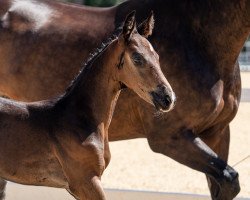 dressage horse Asanssouci (Austrian Warmblood, 2023, from Diamond First)