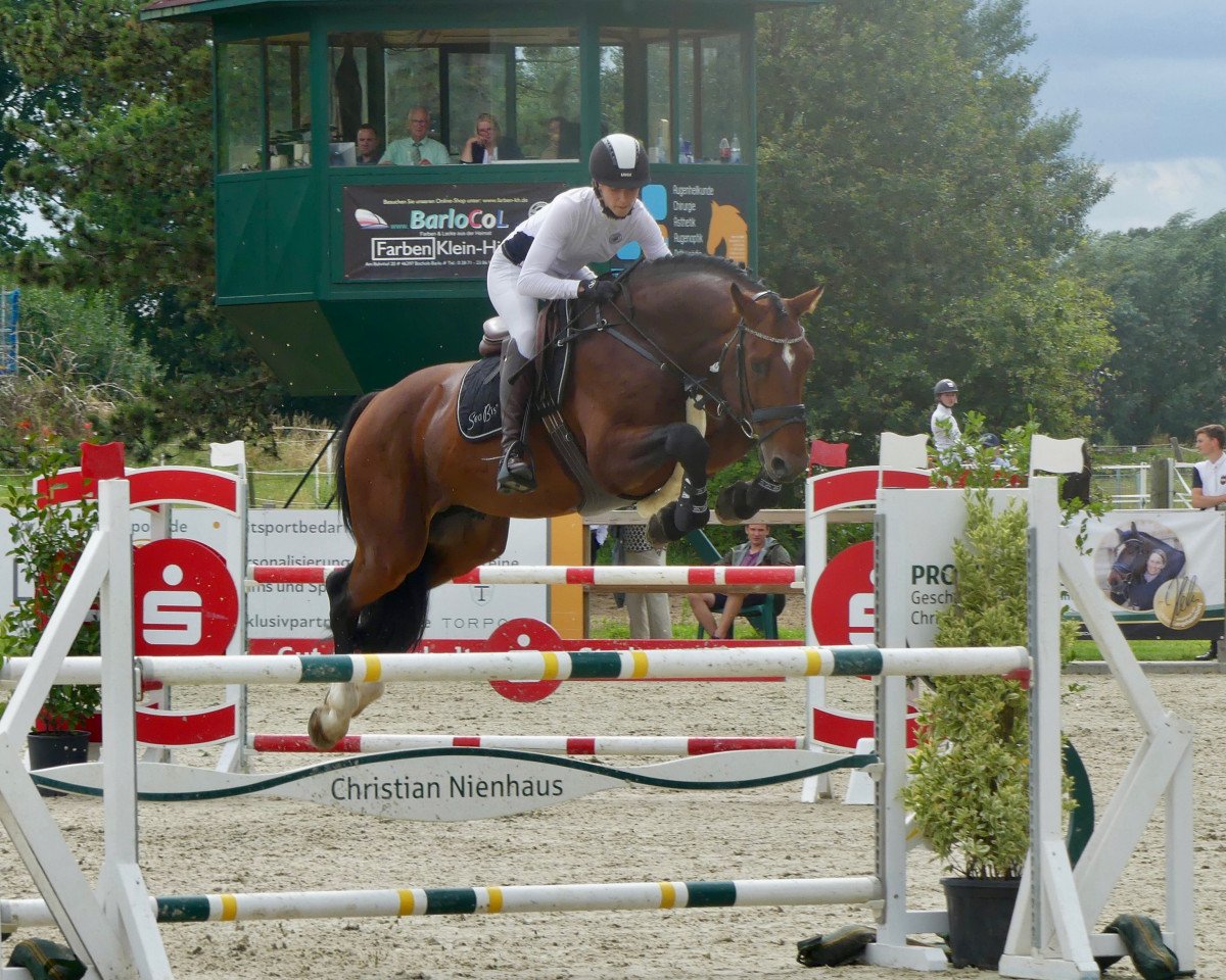 Springpferd Gentle Heartbreaker (KWPN (Niederländisches Warmblut), 2017, von Global Express)