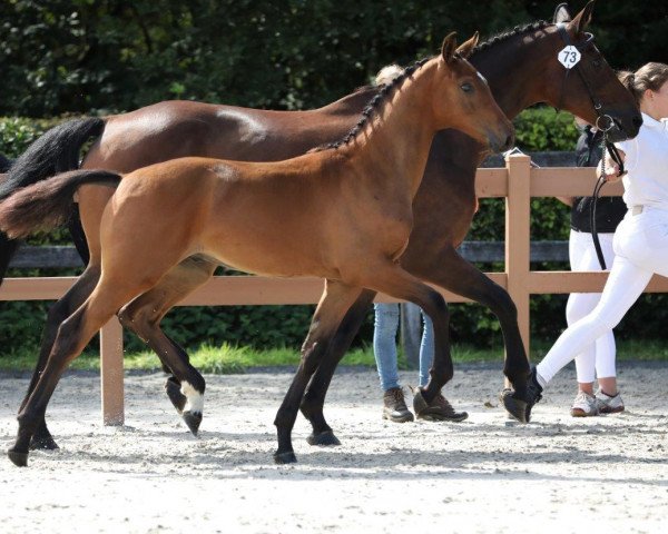 Springpferd Oszy (Koninklijk Warmbloed Paardenstamboek Nederland (KWPN), 2019, von Heineken Vk VDL)