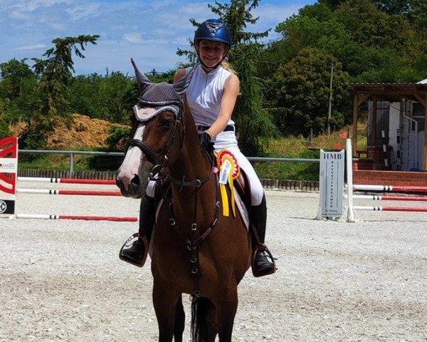 jumper Holly Hopp S (Oldenburg show jumper, 2013, from Hemmingway)