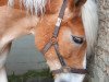 dressage horse Alexis B (Haflinger, 2008, from Alabaster B)