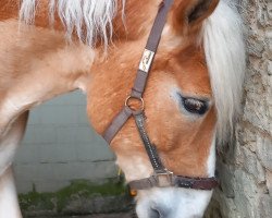 dressage horse Alexis B (Haflinger, 2008, from Alabaster B)