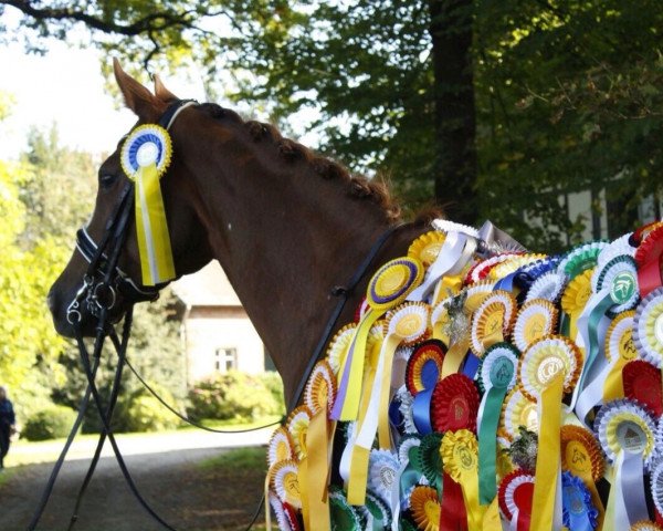 dressage horse Samantha 165 (Westphalian, 2006, from Sir Donnerhall I)