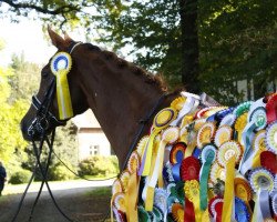 dressage horse Samantha 165 (Westphalian, 2006, from Sir Donnerhall I)