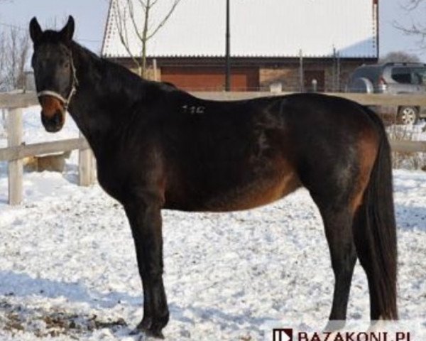 broodmare Danina (polish noble half-breed, 1998, from Nirkan)