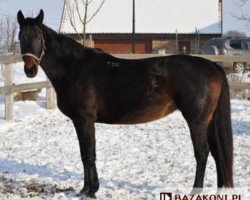 broodmare Danina (polish noble half-breed, 1998, from Nirkan)