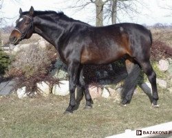 stallion Nirkan (polish noble half-breed, 1991, from Fetysz)