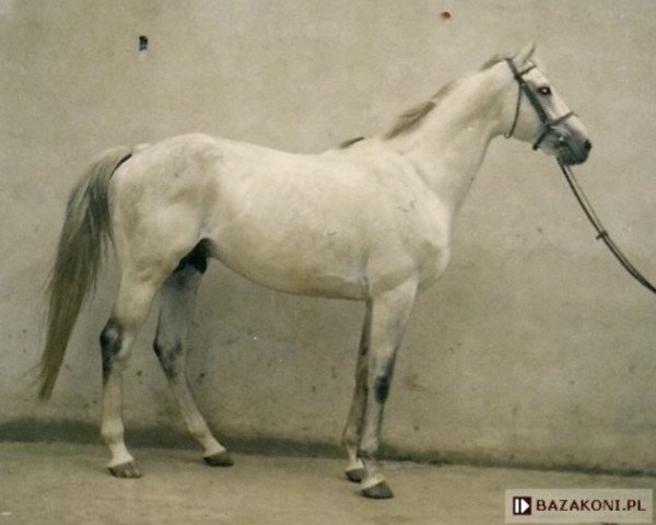 stallion Jantar xx (Thoroughbred, 1990, from Wolver Heights xx)