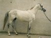 stallion Jantar xx (Thoroughbred, 1990, from Wolver Heights xx)