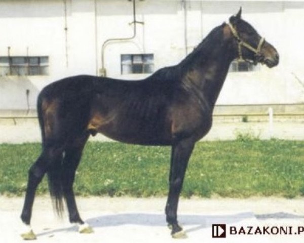 stallion Wolver Heights xx (Thoroughbred, 1978, from Wolver Hollow xx)