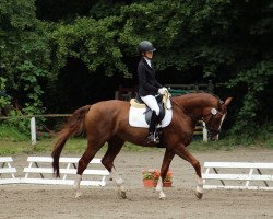 dressage horse D’Artagnan 231 (Westphalian, 2017, from D'Egalite)