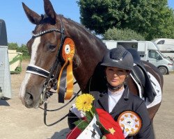 dressage horse Queeny 118 (German Sport Horse, 2014, from DSP Quasi Gold Md)