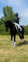 dressage horse Summersby 28 (German Sport Horse, 2009, from Swarovski)