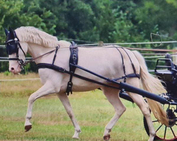 dressage horse Steverheides Alles Rosa (German Riding Pony, 2018, from A Gorgeous)