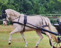 broodmare Steverheides Alles Rosa (German Riding Pony, 2018, from A Gorgeous)