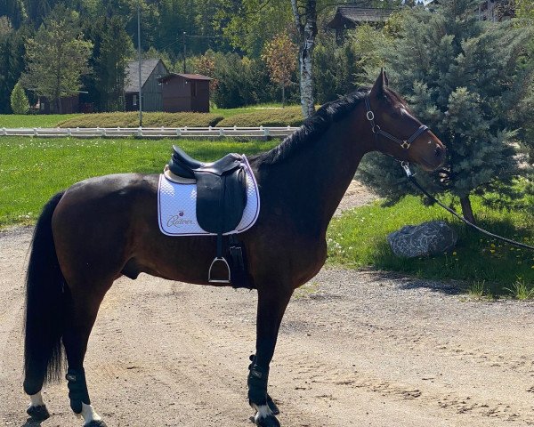 jumper Giovanni 211 (Hanoverian, 2016, from Graf Top)