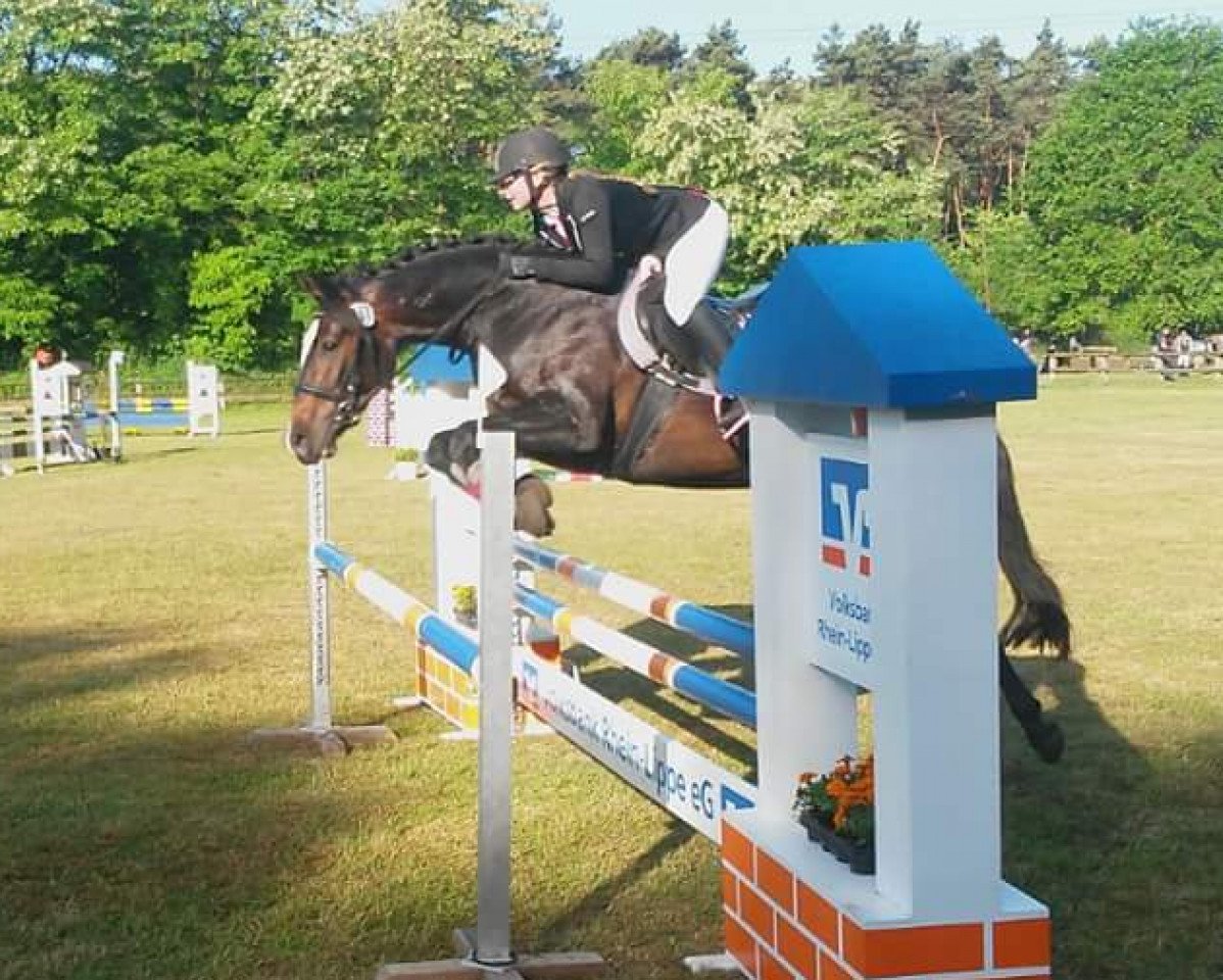 Dressurpferd Emleni (Hannoveraner, 2010, von Embassy III)