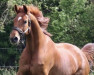 dressage horse Sammy R (Westphalian, 2013, from Savoy)