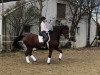 dressage horse A Dreamer (Austrian Warmblood, 2005, from Attila)