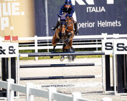 jumper Devil V.d. To Jo Pe Hoeve (KWPN (Royal Dutch Sporthorse), 2008, from Quasimodo Z)