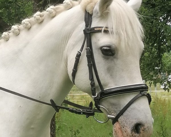 horse Glann Playboy (Connemara Pony, 2011, from Callow Rory)
