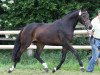 broodmare Carina (Hanoverian, 2010, from Clinton I)