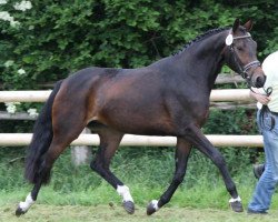 broodmare Carina (Hanoverian, 2010, from Clinton I)