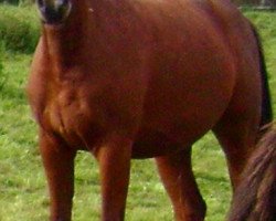 jumper Amber Noelle (Hanoverian, 2006, from Abke 4)