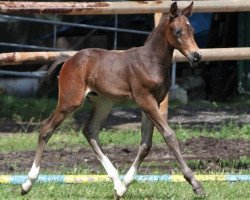 jumper Diarado's Dante (Hanoverian, 2013, from Diarado)