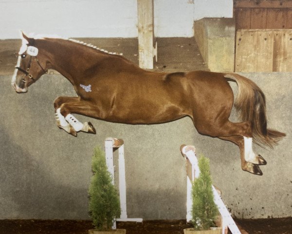 Zuchtstute Maleika CH (Schweizer Warmblut, 1998, von Quater)