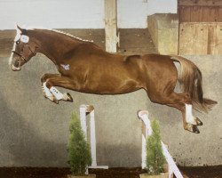 Pferd Maleika CH (Schweizer Warmblut, 1998, von Quater)