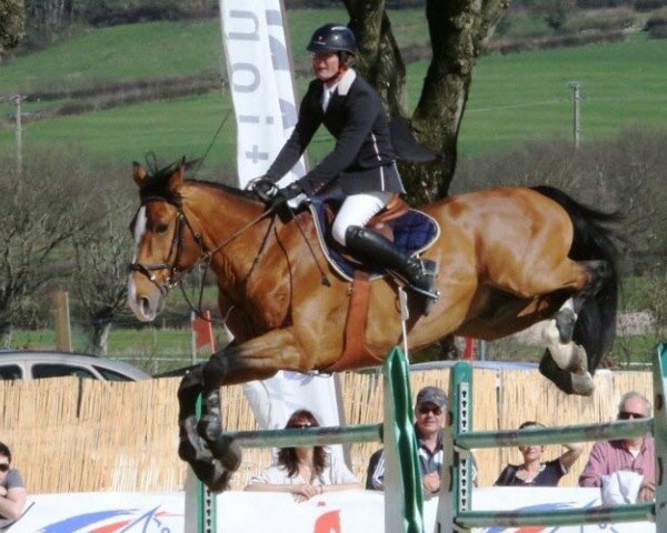 stallion Korrigan D’olen (Selle Français, 1998, from Baloubet du Rouet)