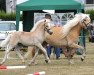 broodmare Stiny (Haflinger, 2016, from Standard)